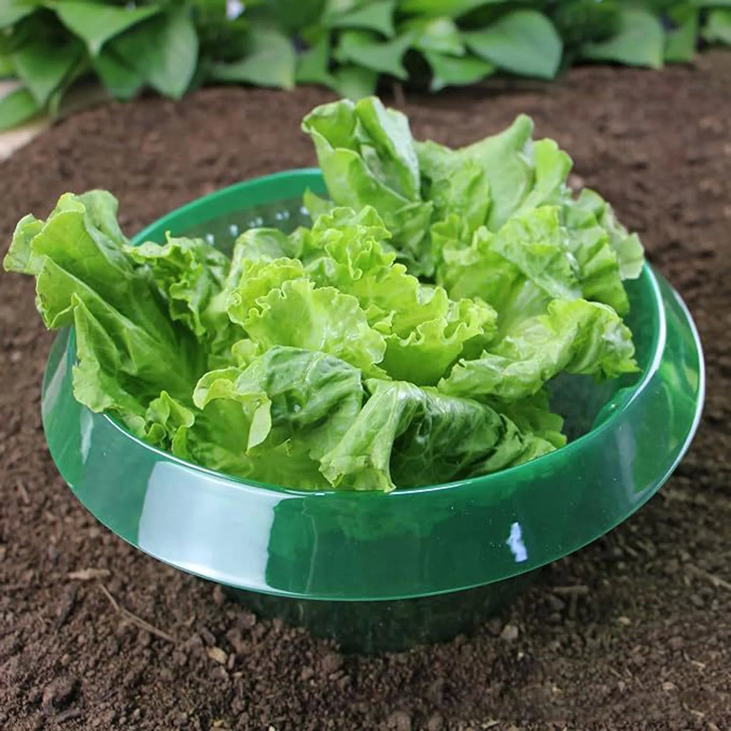 10pcs Snail Collar Reusable Agricultural Save Water Cover Rings Agricultural Garden Accessory Tools