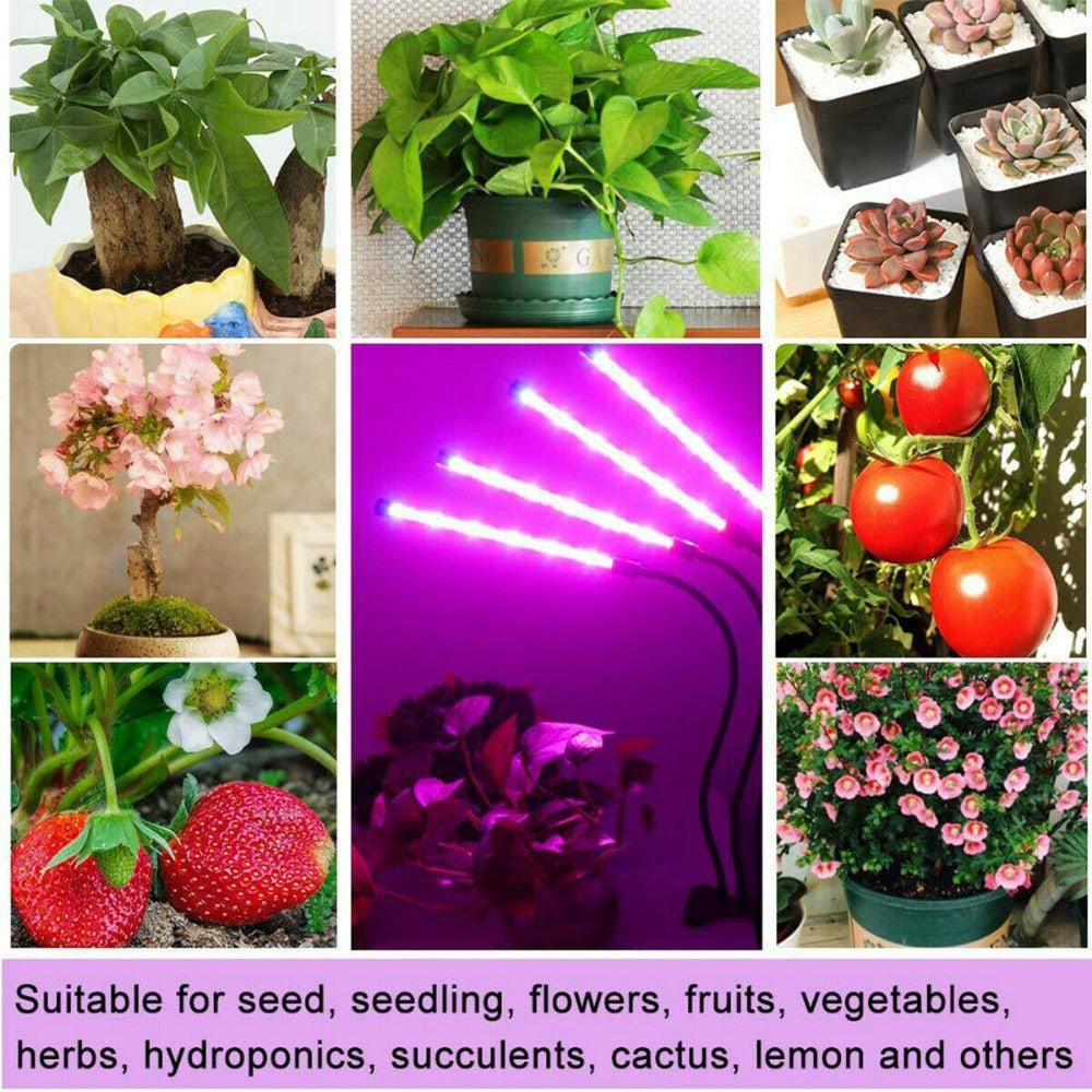 LED Light: Waterproof, Dimmable, Red/Blue, Timer