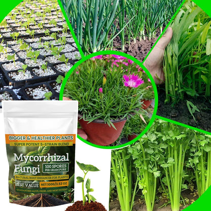 Plant Fertilizer Powder 100g: Boost Growth & Rooting