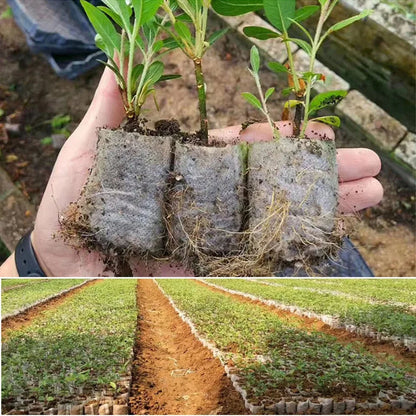 Biodegradable Seed Grow Bags 100pcs - Eco-Friendly Nursery GrowBags